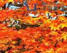 口碑好的翻譯公司